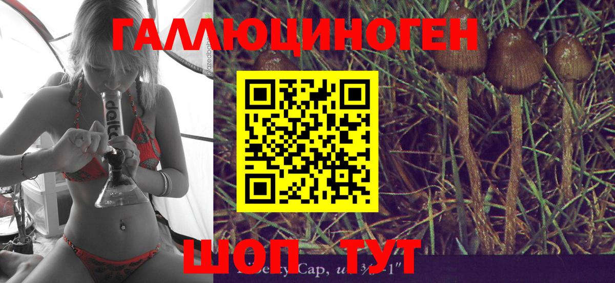 Псилоцибиновые грибы Psilocybe Крымск